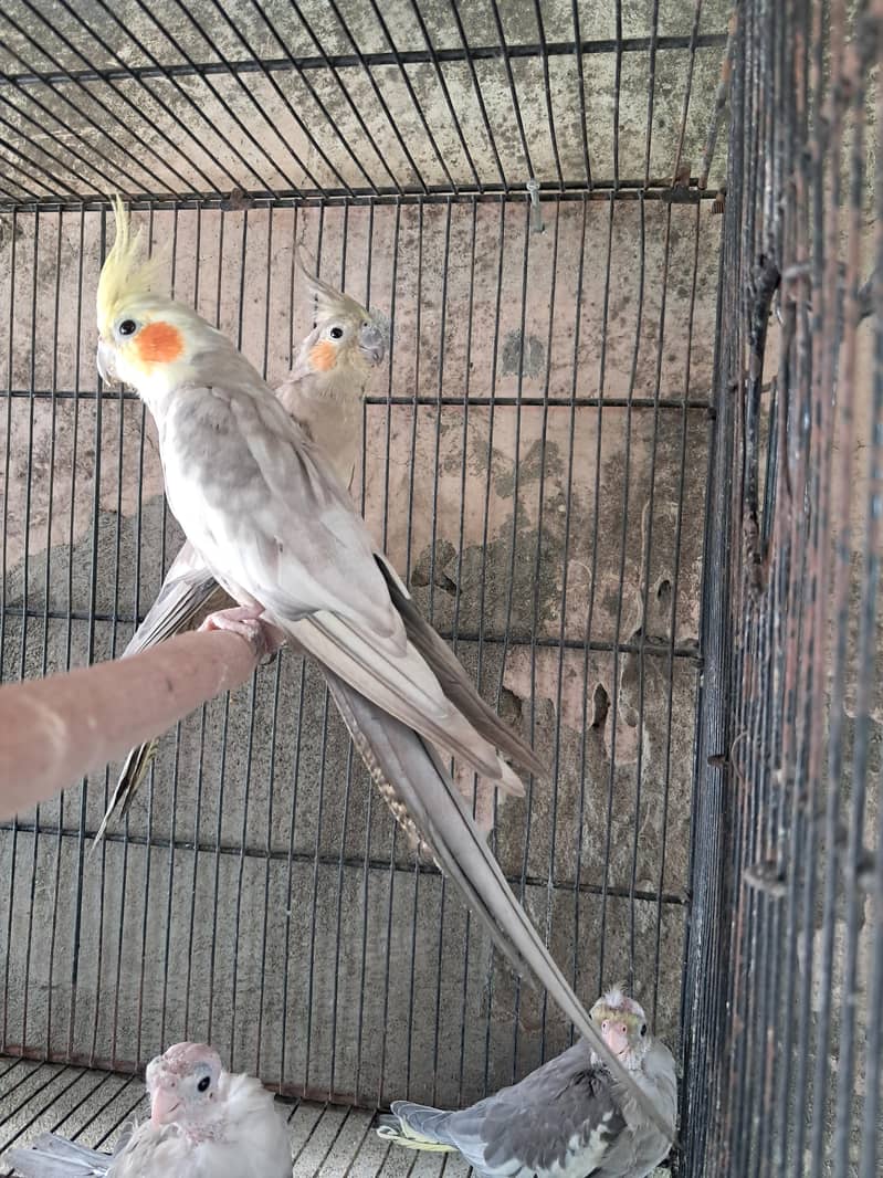 emerald working pair available 0