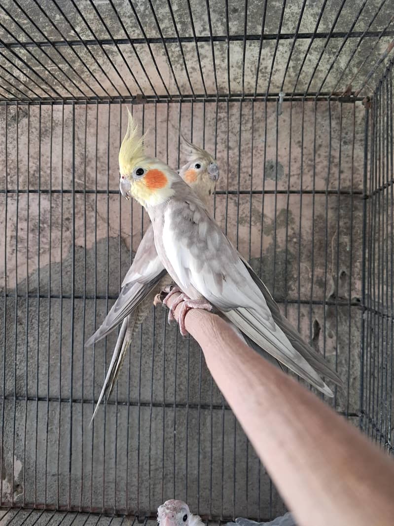 emerald working pair available 1