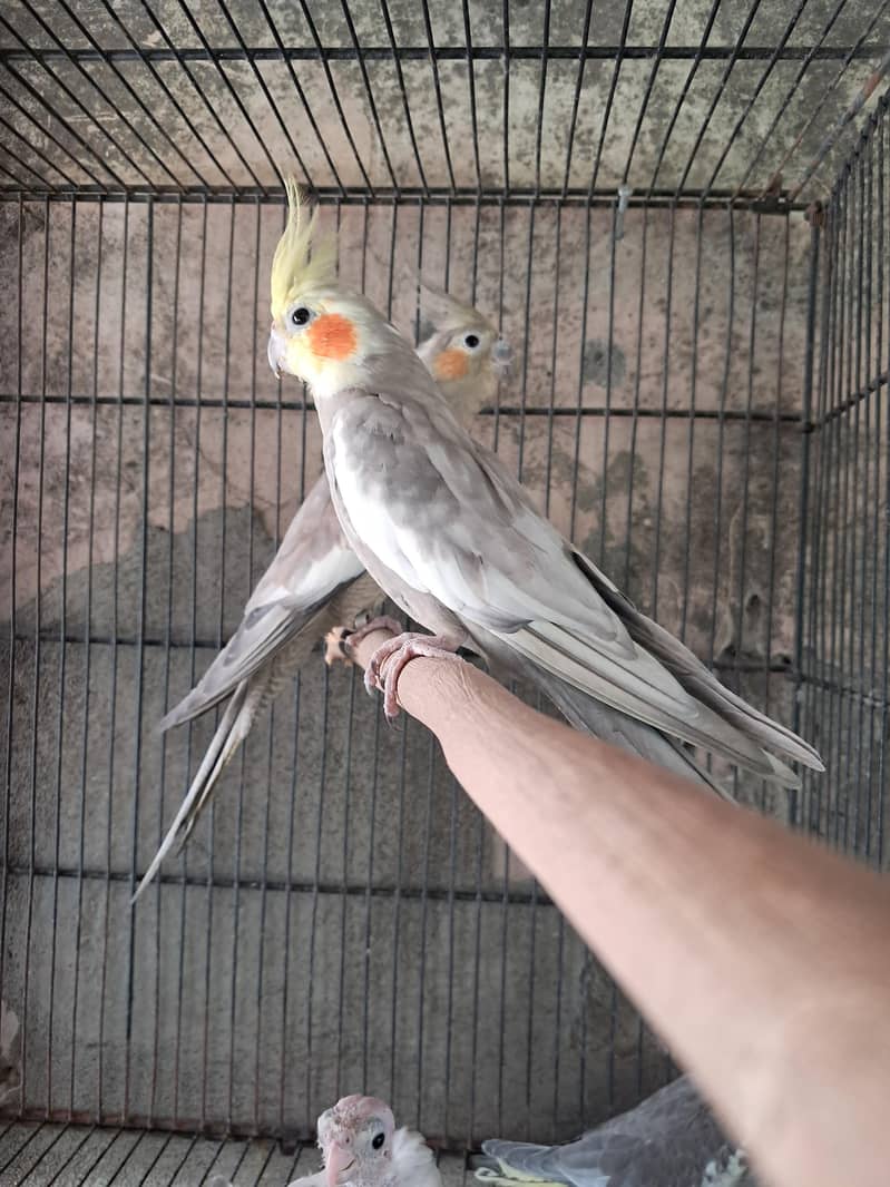 emerald working pair available 2