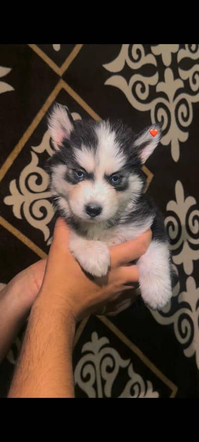 Husky blue eye