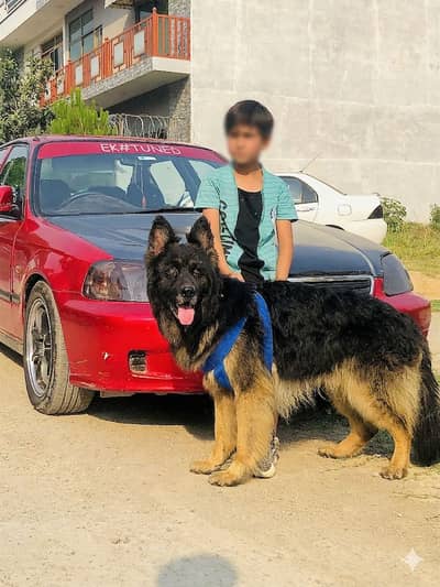 Black Mask Premium Long Coat German Shepherd – Show Line Quality