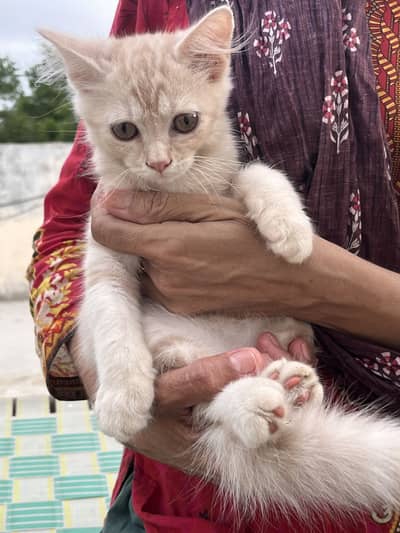 Persian kitten available both male and female