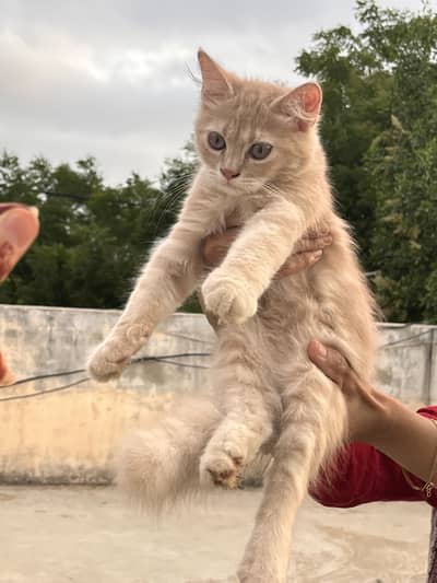 Persian kitten available both male and female