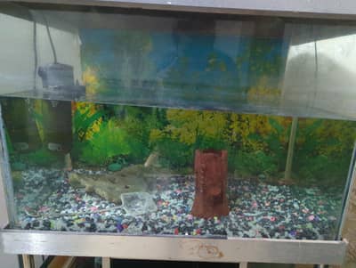 fish aquarium