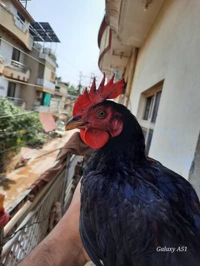 desi murga