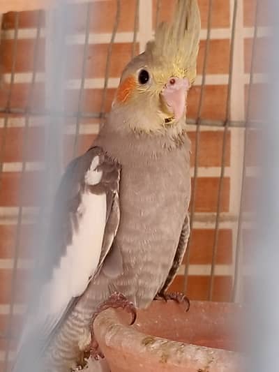 Cocktail Gary male phatty & Love bird Lotio bird Lotion pair