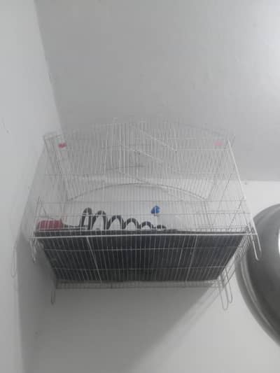 birds home
