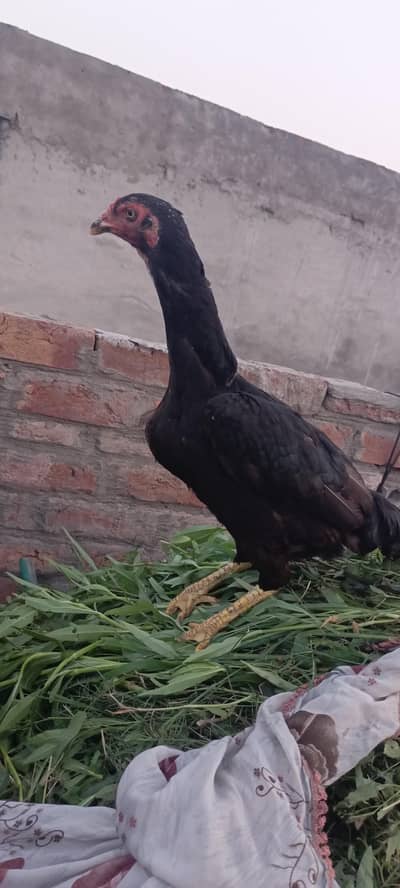 for Sale