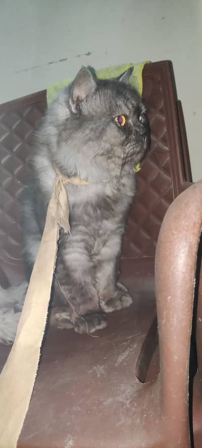 Persian cat for sale