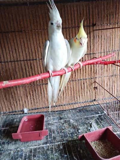 Love bird