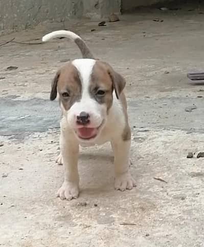 bully  gultair male puppy available for sale