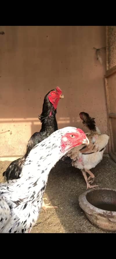 3 shamo pathy for sale black shamo cheena shamo aseel