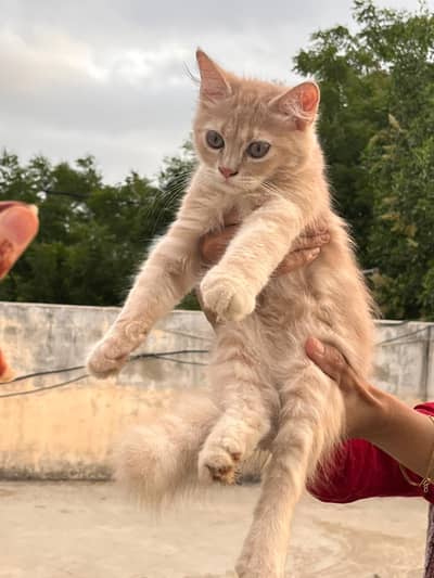 Persian kittens available