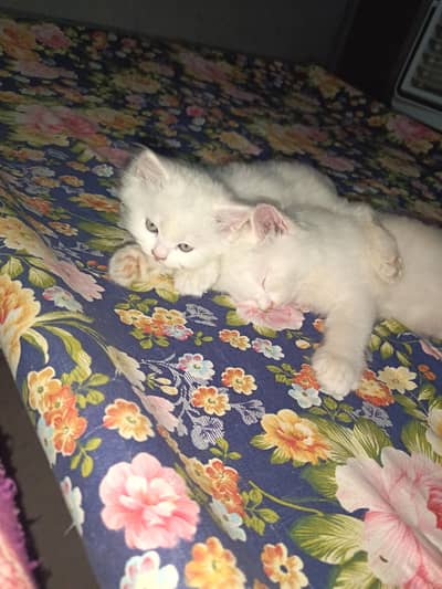 cats persian