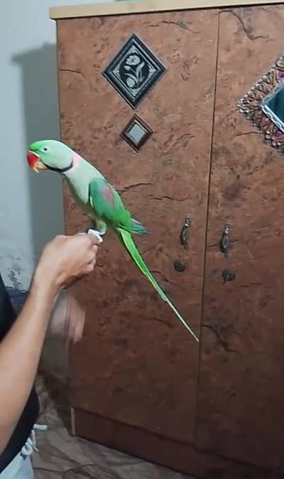 Kashmiri parrot for sale
