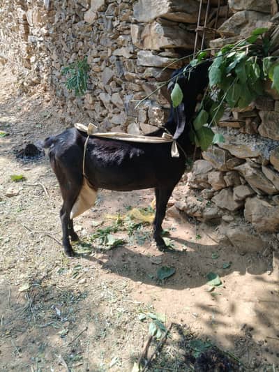 Bakri 2 sal ki ha, / 1kg dhood/