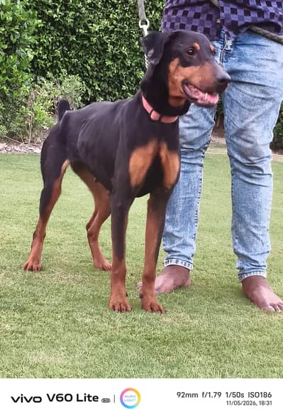 doberman