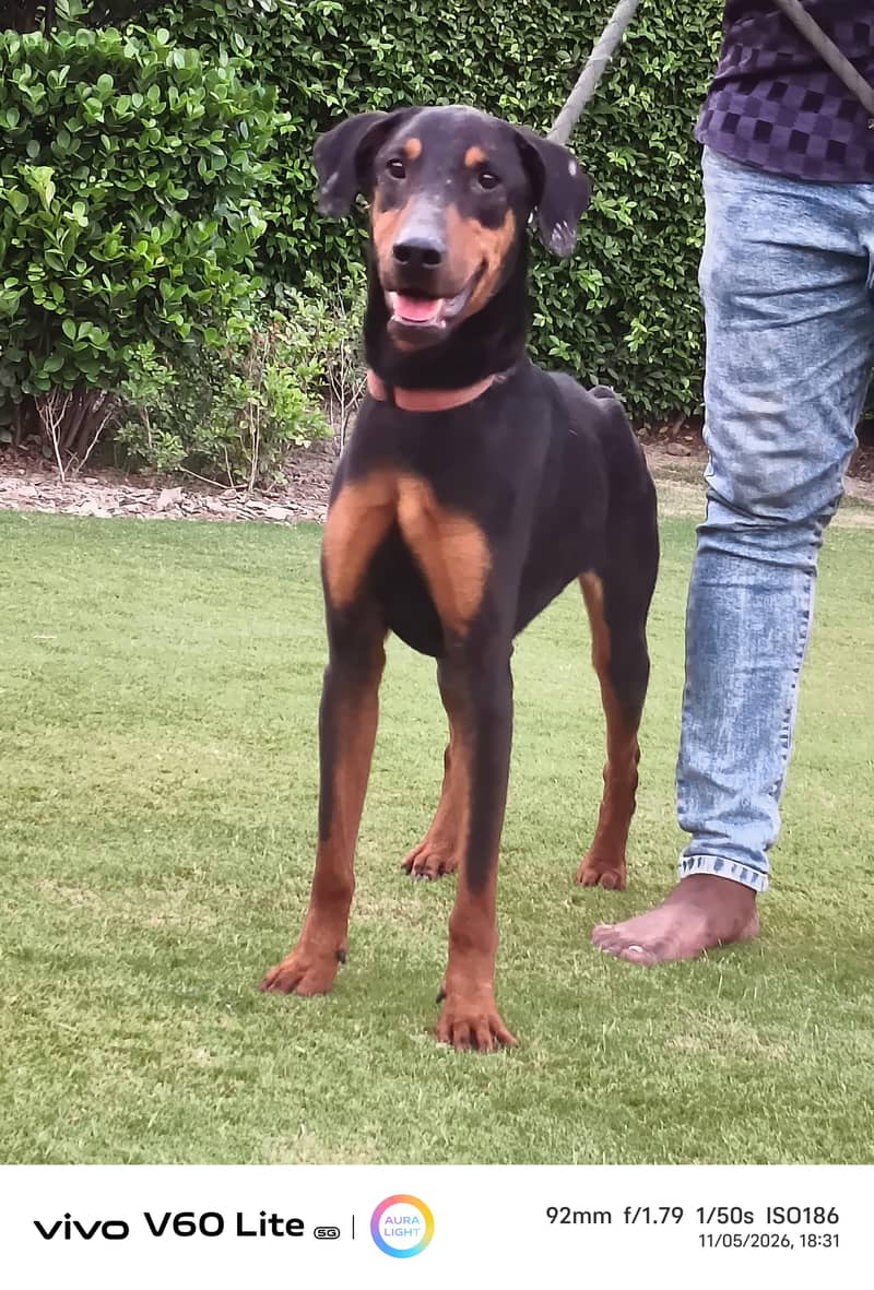 doberman 1