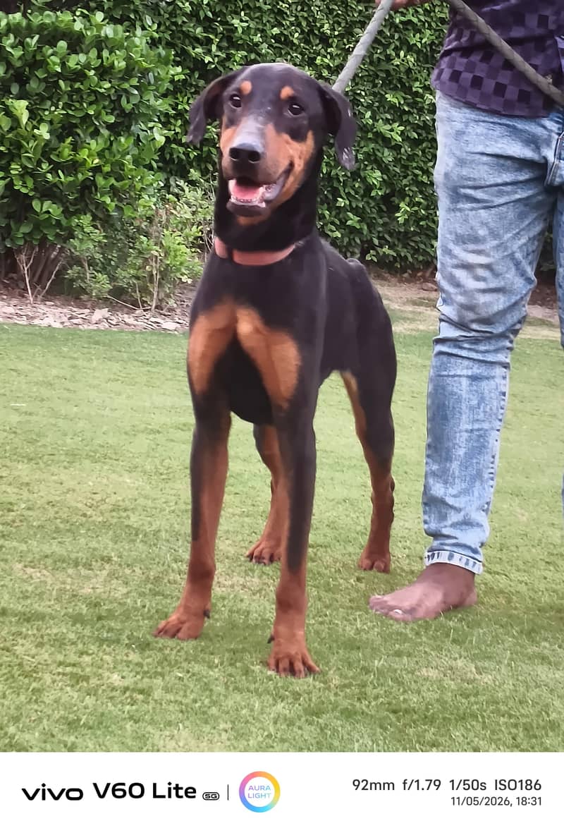doberman 2
