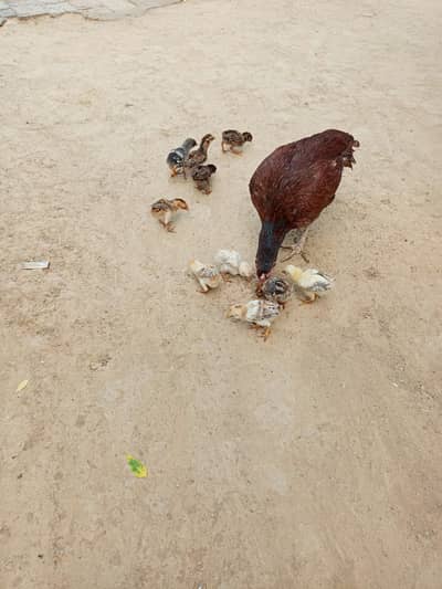 Aseel Murgi For sale with Chicks