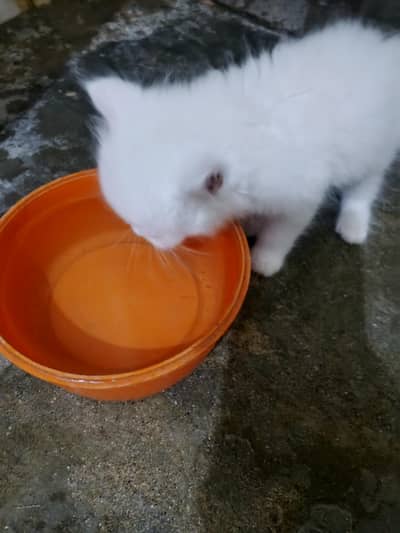 kitten