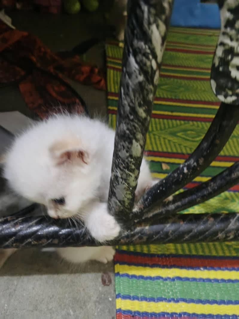 kitten 1