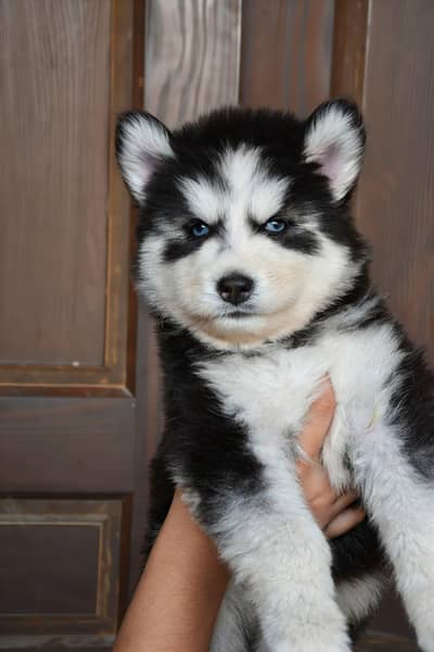 husky puppy