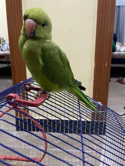 4 month parrot with cage