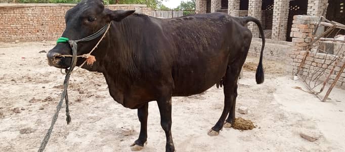 cow for sale