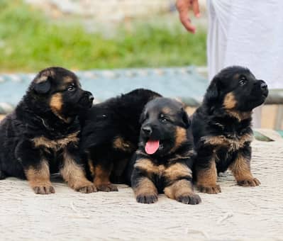 German Shepherd Male Long Coat Puppies