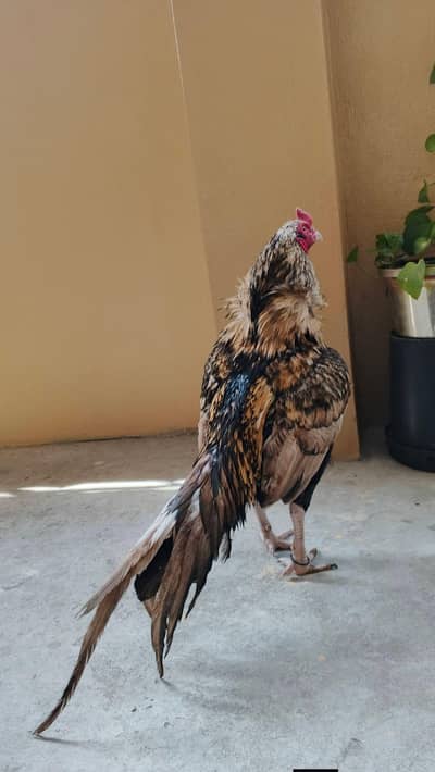 for sale best aseel male and female