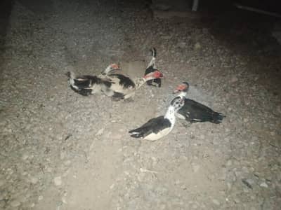 Ducks