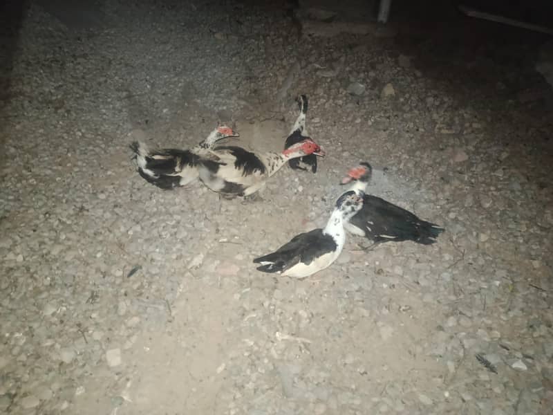 Ducks 0