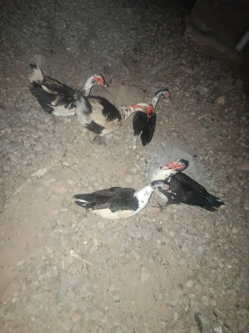 Ducks 1