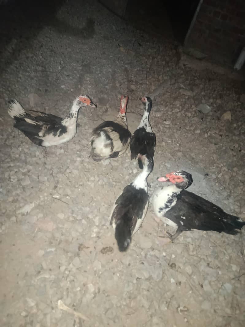 Ducks 2