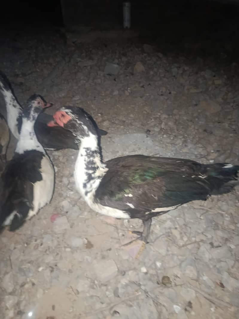Ducks 3