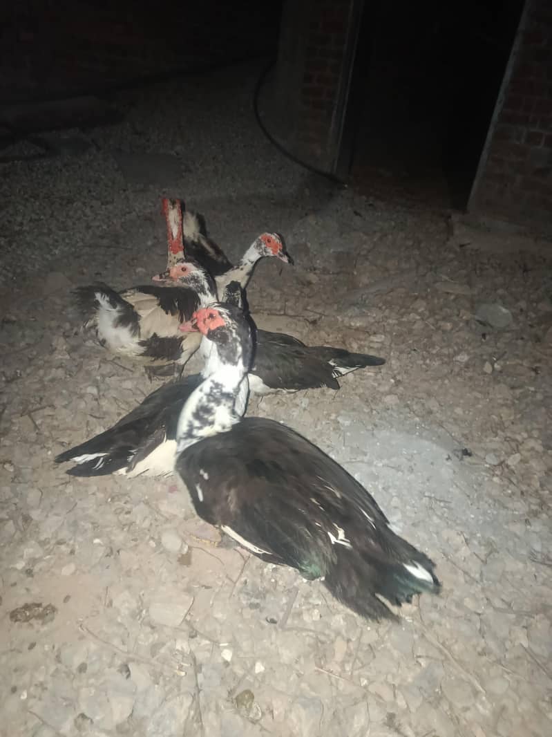 Ducks 4
