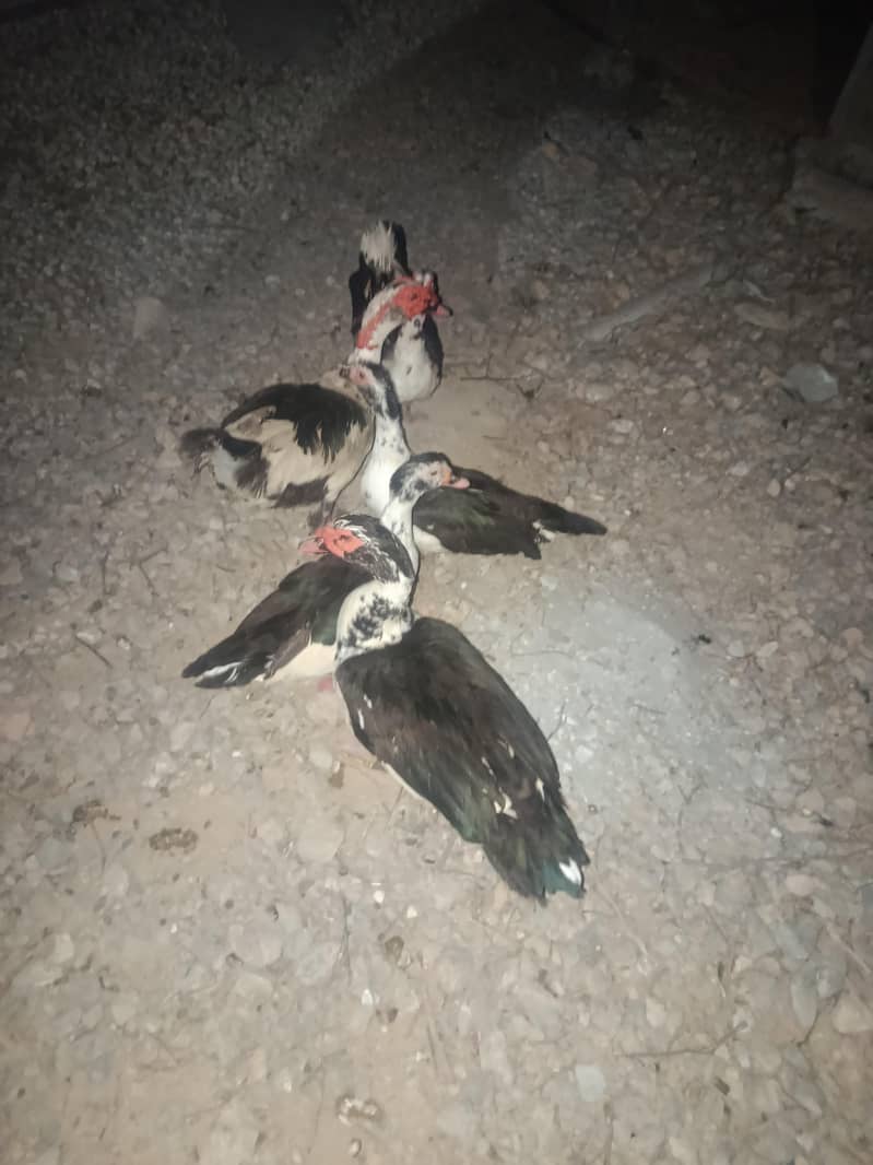 Ducks 5