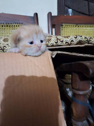sell kitten