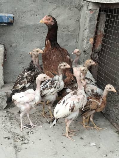 Aseel mian wali chicks & hen