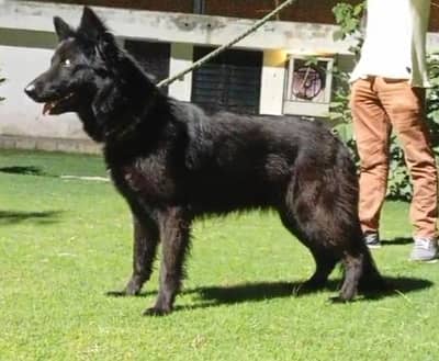 black shepherd female