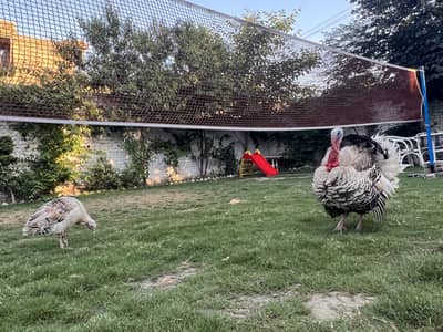 Turkey pair