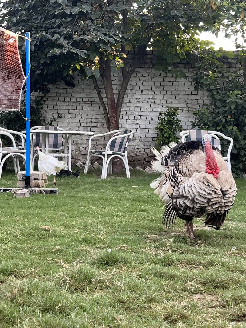 Turkey pair 1