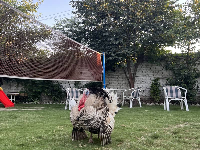 Turkey pair 2