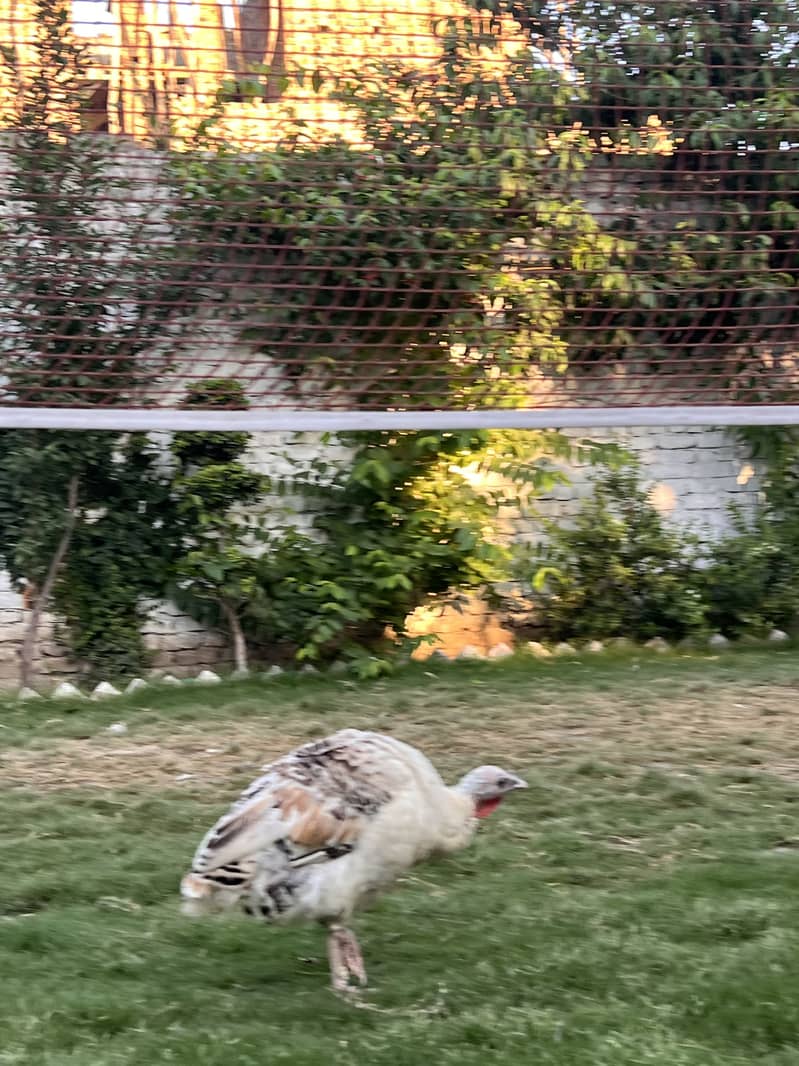 Turkey pair 3