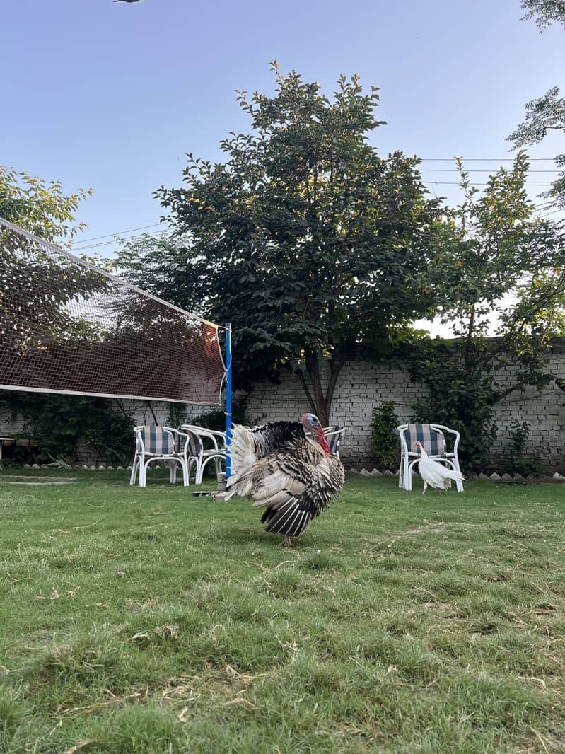 Turkey pair 5