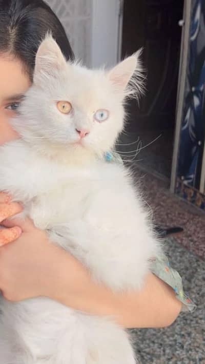 white male cat