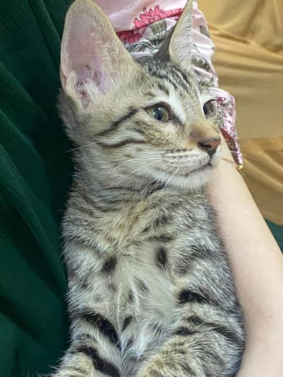 Cats Available for Adoption