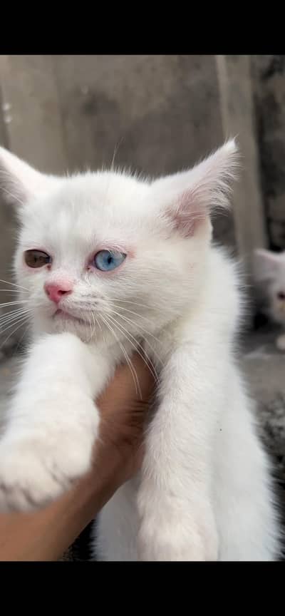 Persian White Cat with Blue and Grey Eyes