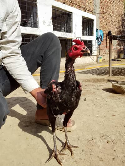 Pure Burmi Chicks in cheap price for sale